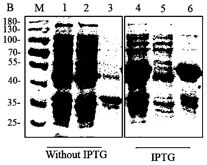Cloning of chicken CR2 gene, expression and purification of protein as well as preparation of polyclonal antibody of protein