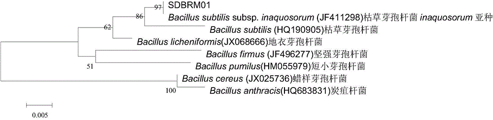 Bacillus subtilis and application of bacillus subtilis in preventing and curing peony root-knot nematode