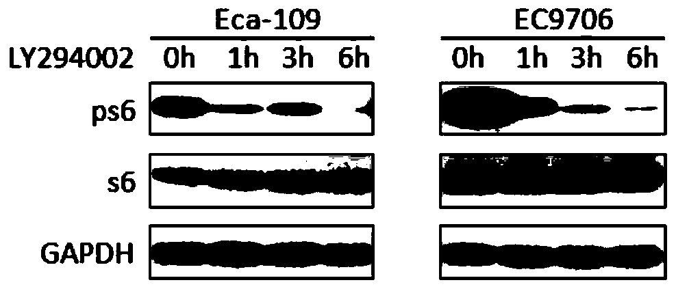 Pharmaceutical composition containing pi3k inhibitor and perk inhibitor and application thereof