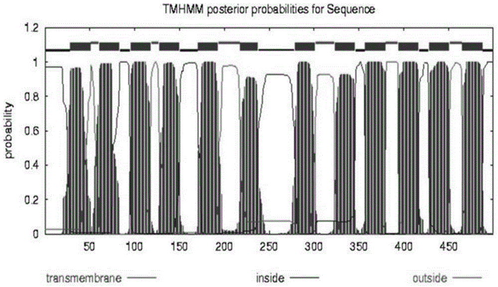 Pear sugar transport protein gene PbSUT2 and application thereof