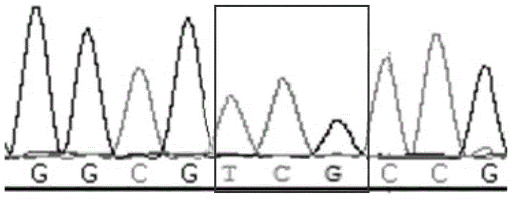 Method and primers for detecting mutation site of exon 3 of runx1 gene