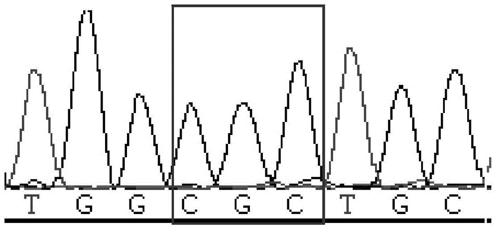 Method and primers for detecting mutation site of exon 3 of runx1 gene