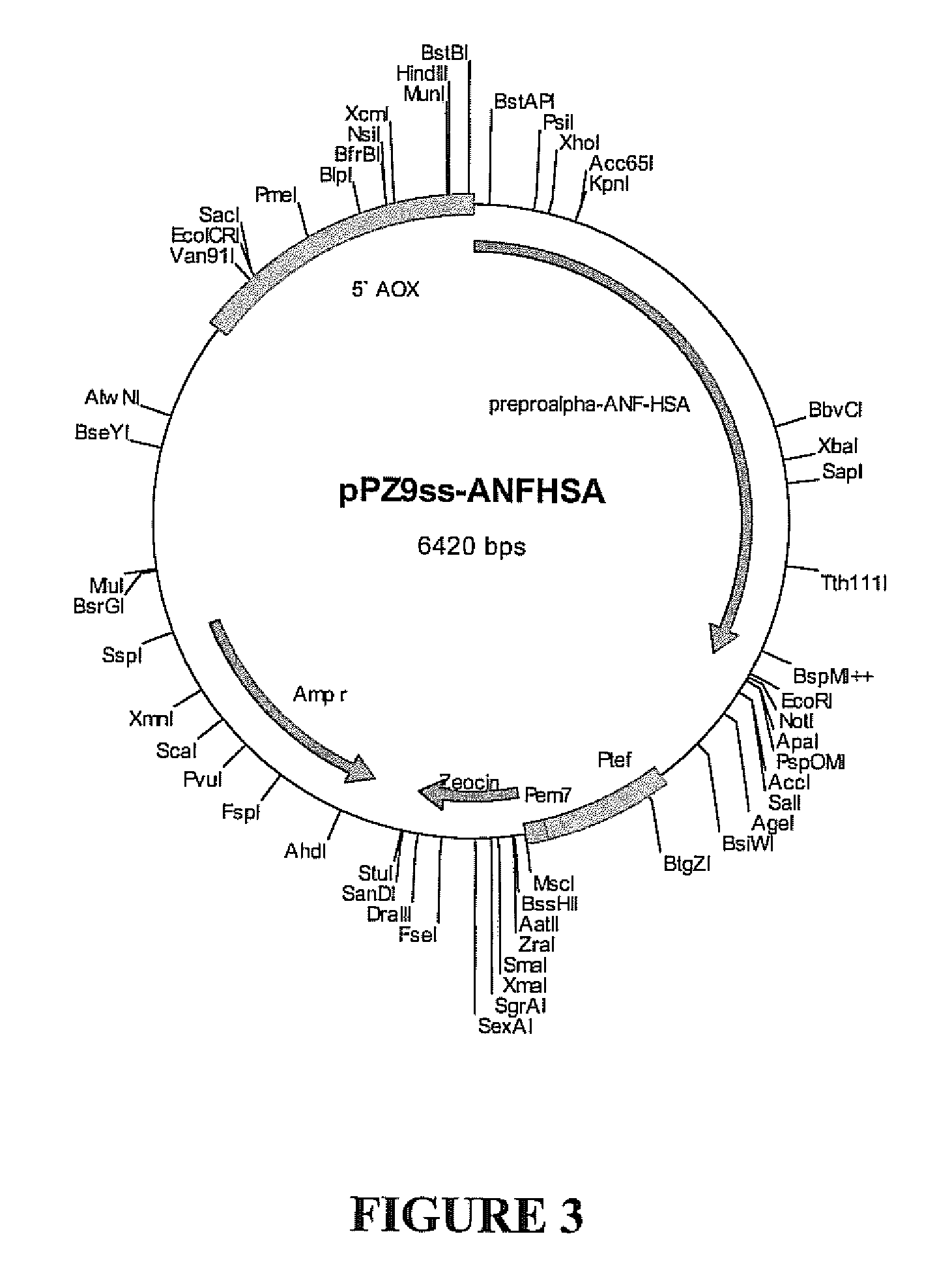 Anf analogue