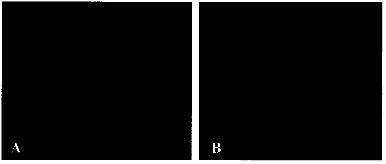 Method for establishing zebra fish P-glycoprotein inhibitor screening model and application thereof