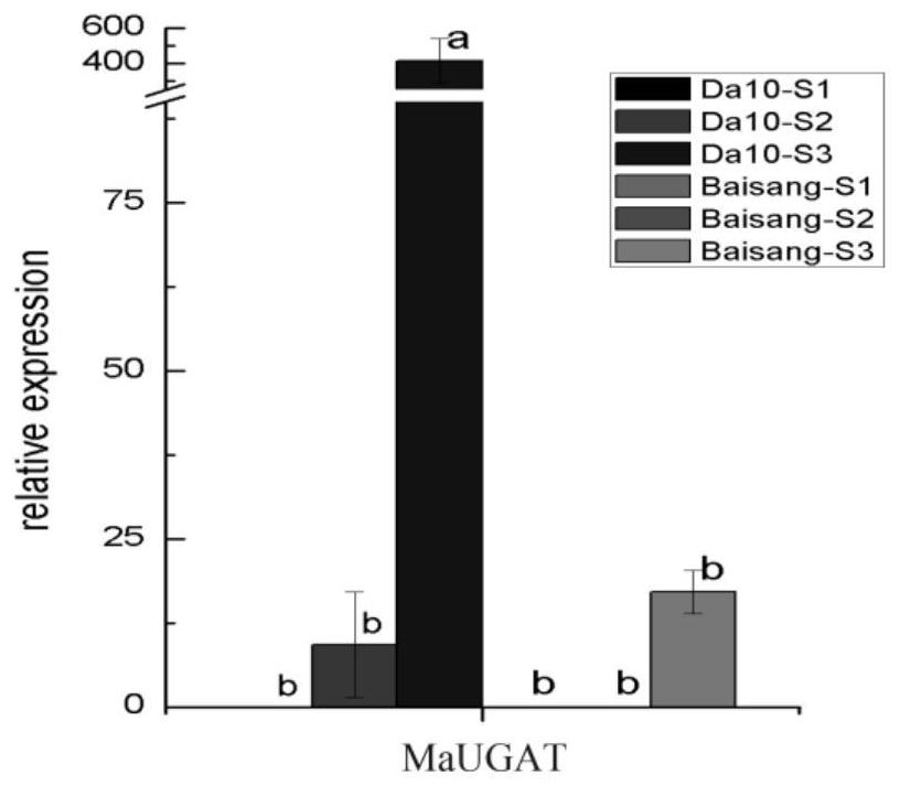 Cloning method and application of mulberry anthocyanin-3-O-glucoside-2-O-glucuronic acid transferase gene