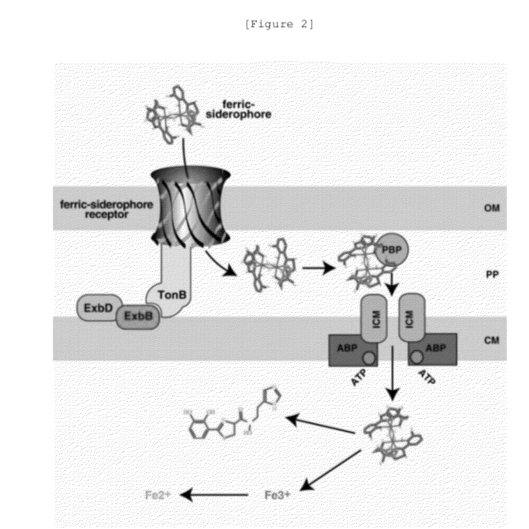 Novel cephalosporin derivatives and pharmaceutical compositions thereof