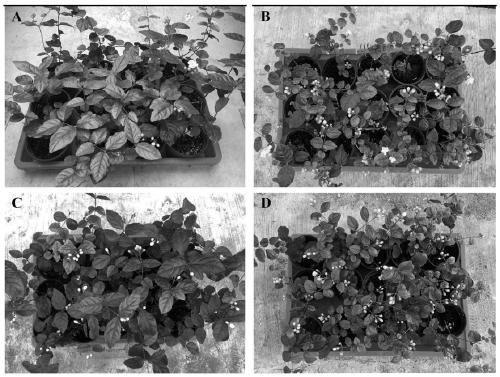 Treating agent and method for increasing flowering amount of jasmine flowers