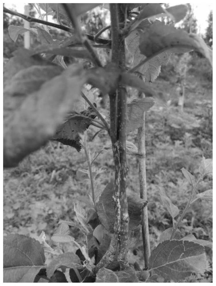 Apple tree top-grafting variety twig inarching and tree form forming method