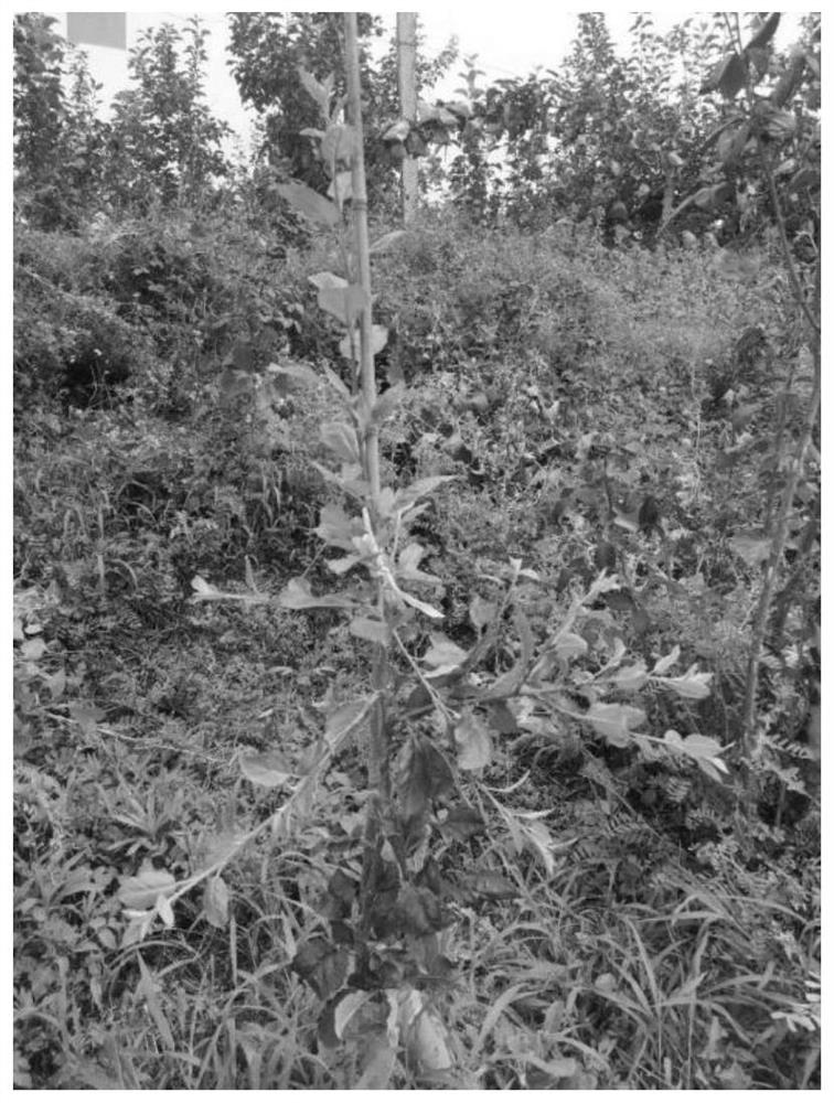 Apple tree top-grafting variety twig inarching and tree form forming method