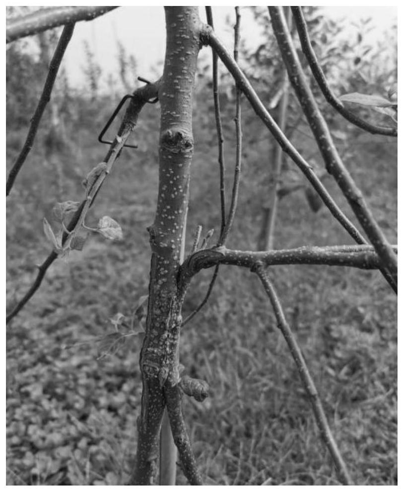 Apple tree top-grafting variety twig inarching and tree form forming method