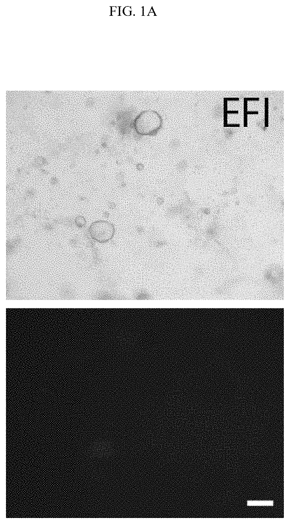 Compositions, systems, and methods for generating inner ear hair cells for treatment of hearing loss