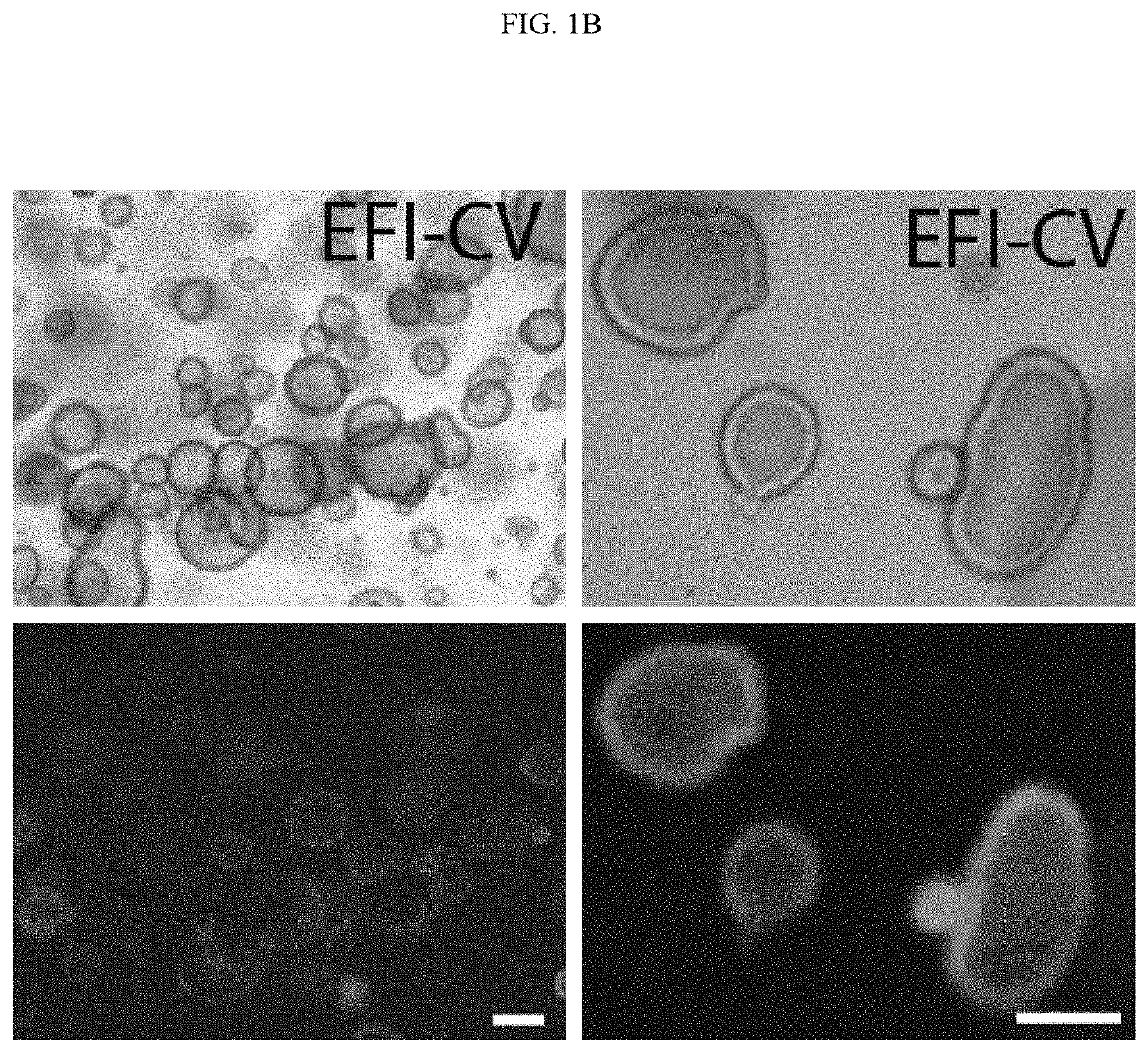 Compositions, systems, and methods for generating inner ear hair cells for treatment of hearing loss