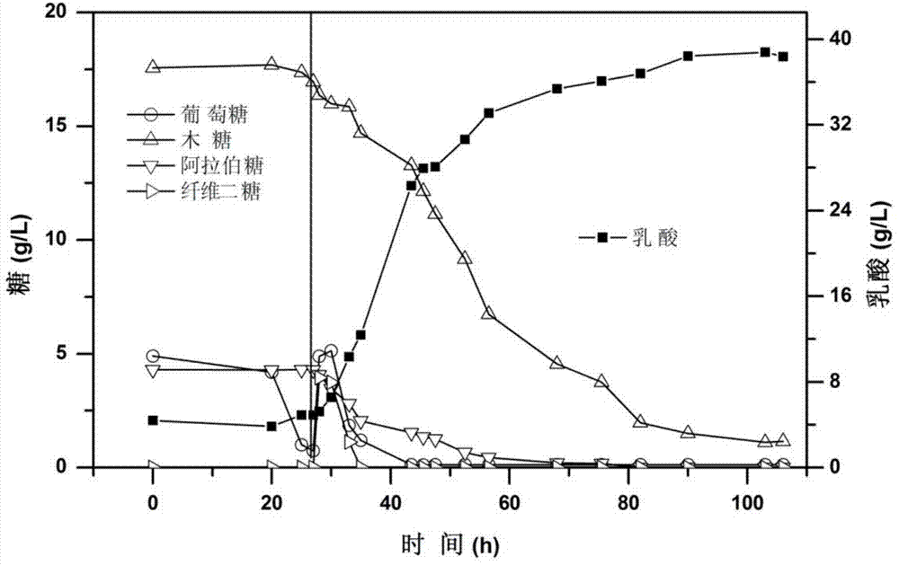 Bacillus coagulans strain and integrated process for producing lactic acid by using same through synchronous saccharification and fermentation of lignocellulose