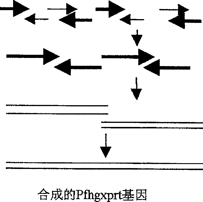 Recombinant malignant malarial parasite hypoxanthine-guanine-xanthine phosphoribosyl transferase and its preparing method and use