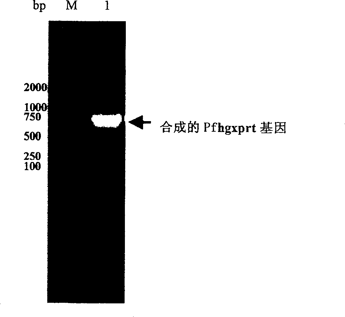 Recombinant malignant malarial parasite hypoxanthine-guanine-xanthine phosphoribosyl transferase and its preparing method and use