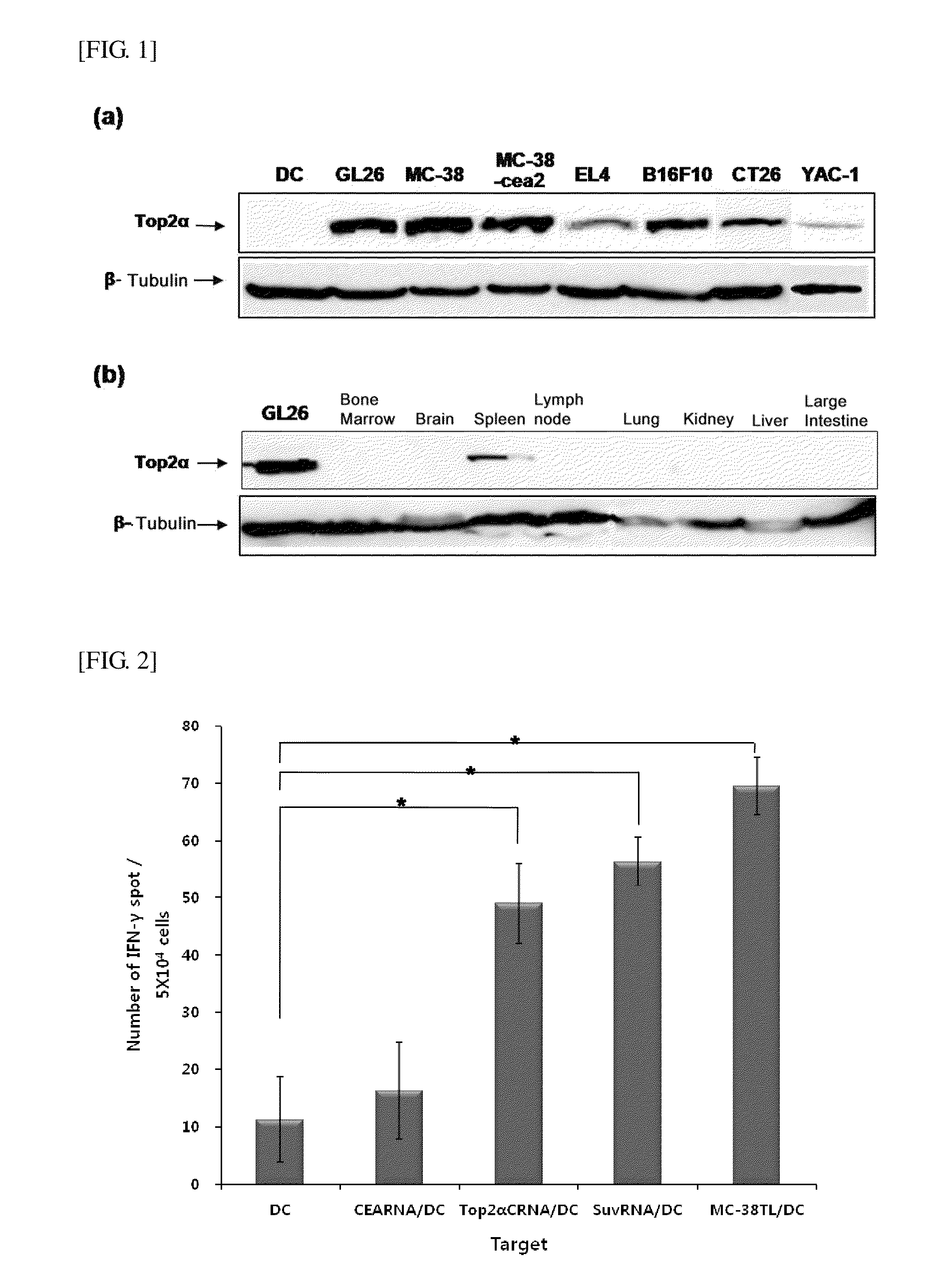 Tumor Antigen Protein, Gene, or Peptides from Topoisimerase 2 Alpha