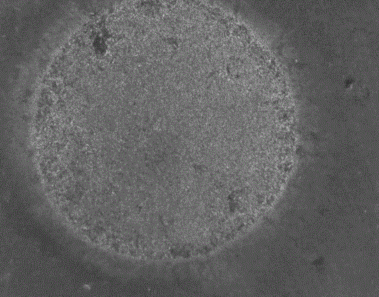 Preparation method of light-induced phase transition storage powdery material lamda-Ti3O5