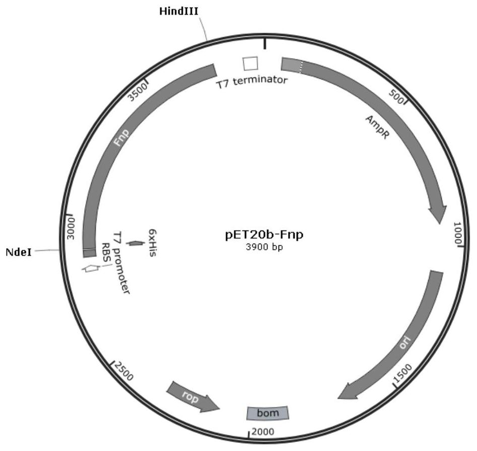 A kind of recombinant human fibronectin peptide