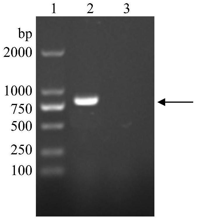 A kind of recombinant human fibronectin peptide