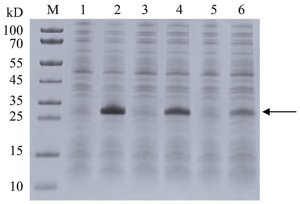 A kind of recombinant human fibronectin peptide