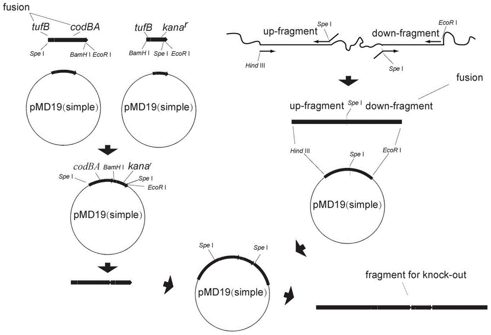 Method for improving homologous recombination efficiency of ...