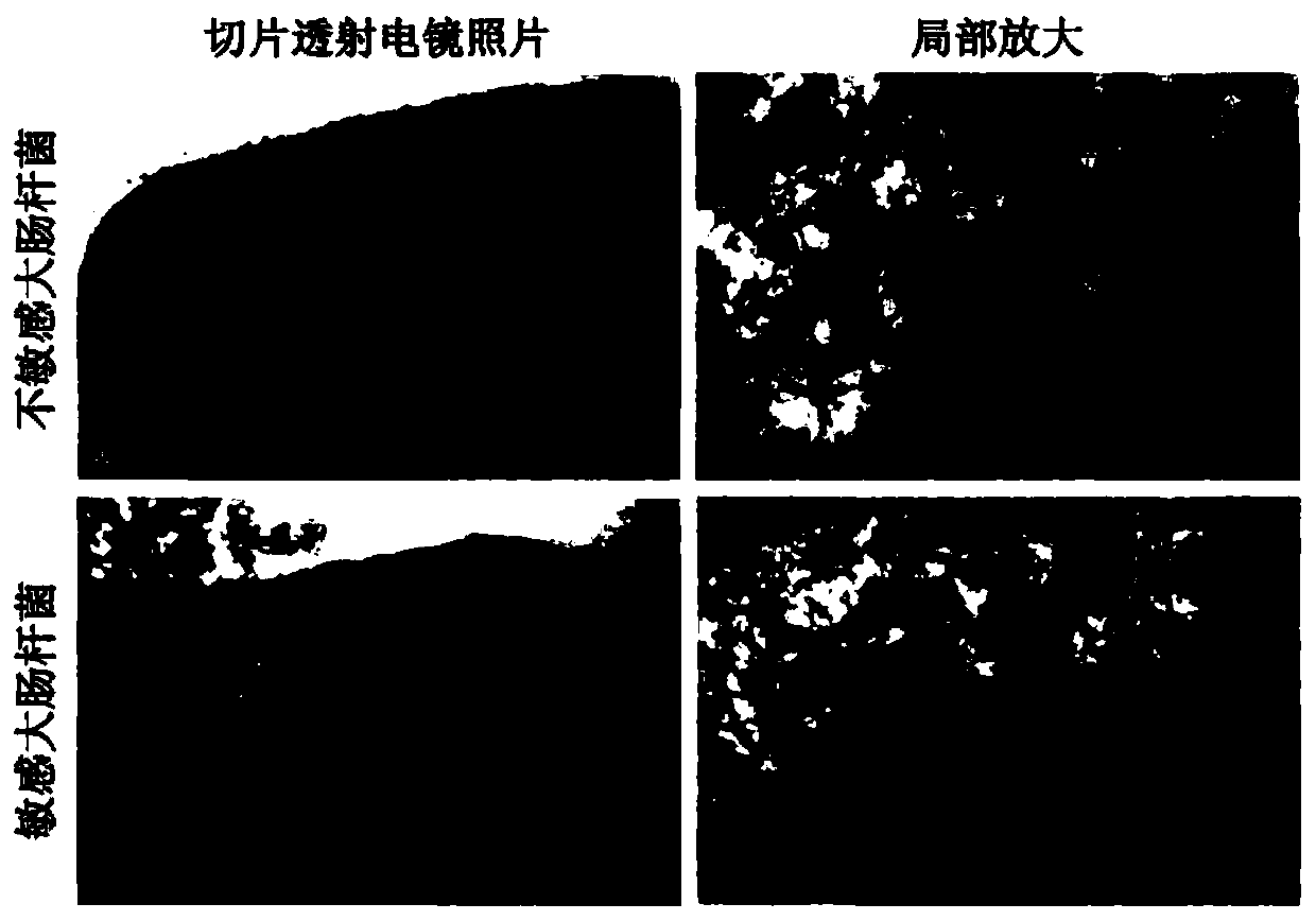 Polyethylene glycol vitamin e succinate modified tigecycline silver nanoparticles and its preparation and application