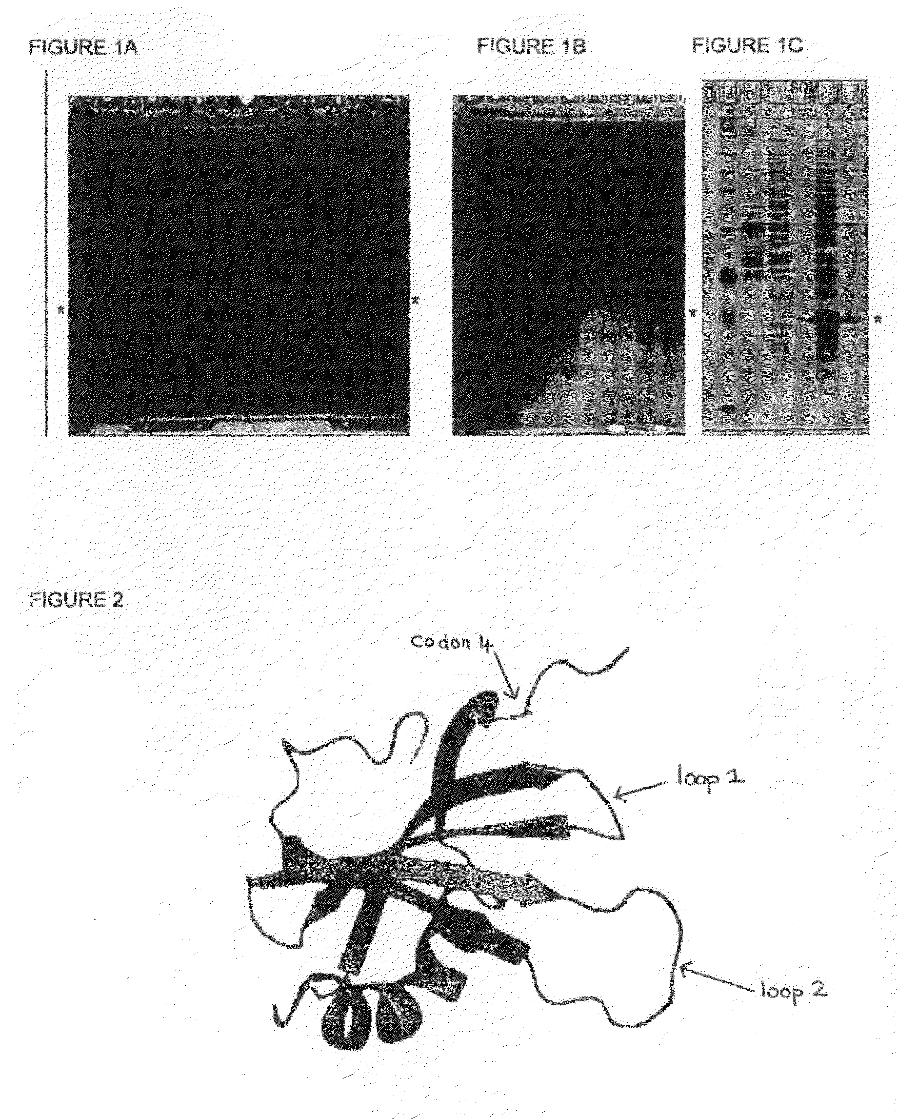 Modified stefin a scaffold proteins