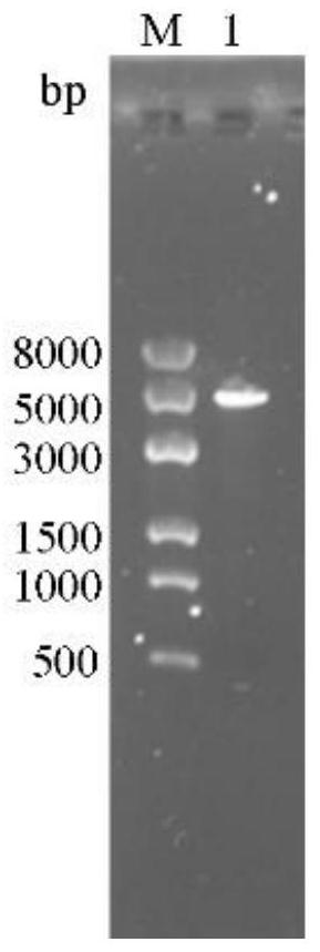 Beta-mannase mutant food-grade bacillus subtilis expression vector, expression system, construction method and application