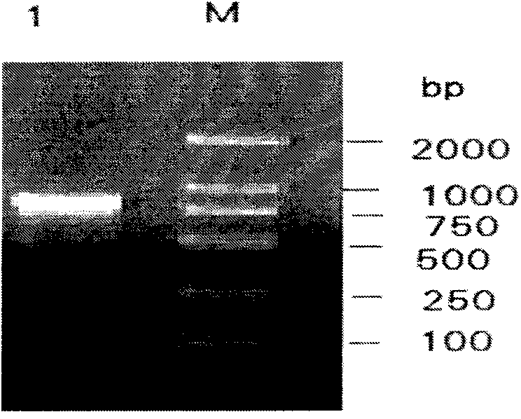 Method for detecting infectious bovine rhinotracheitis virus and application thereof