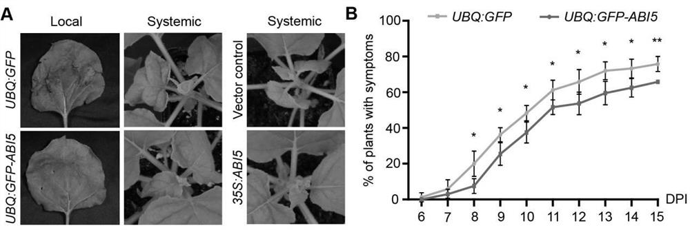 Method for inhibiting geminivirus infection by using arabidopsis ABI5 protein overexpression