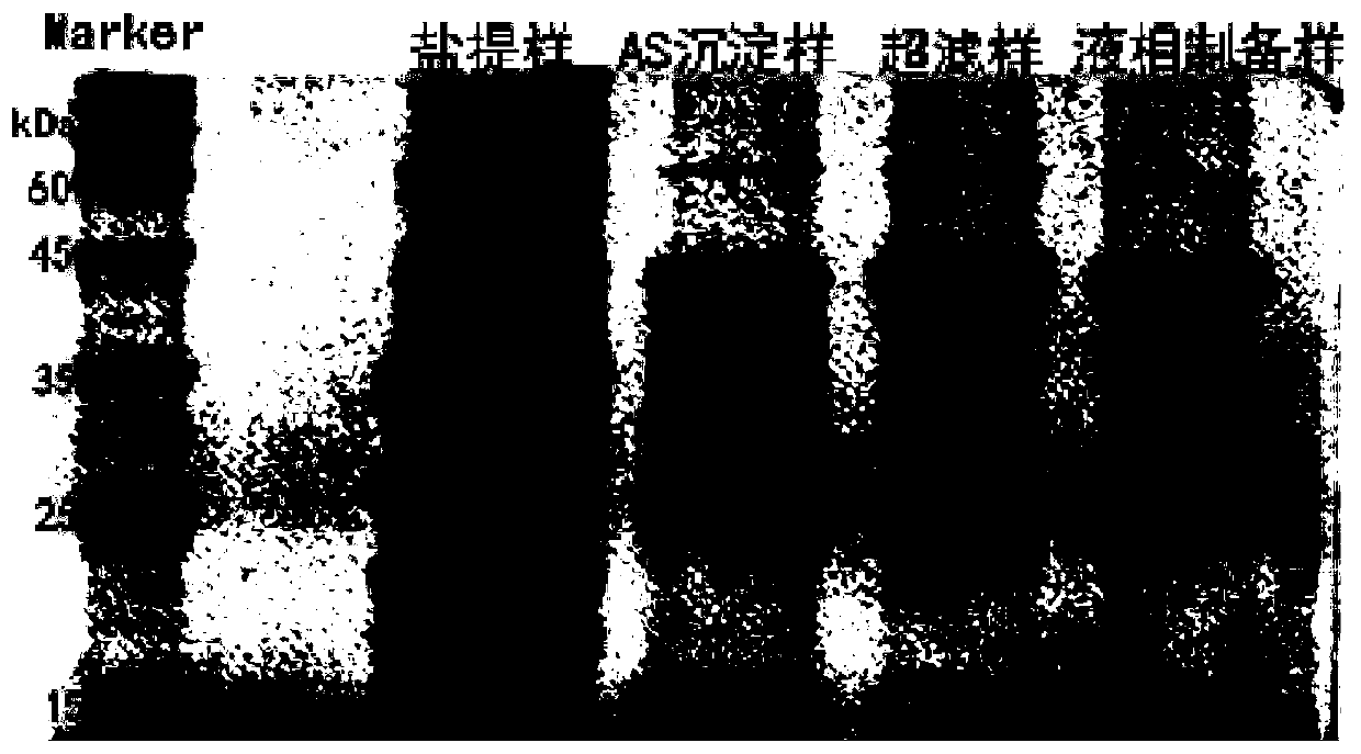 Moringa seed protease capable of promoting goat milk solidification and polypeptide prepared from moringa seed protease and application