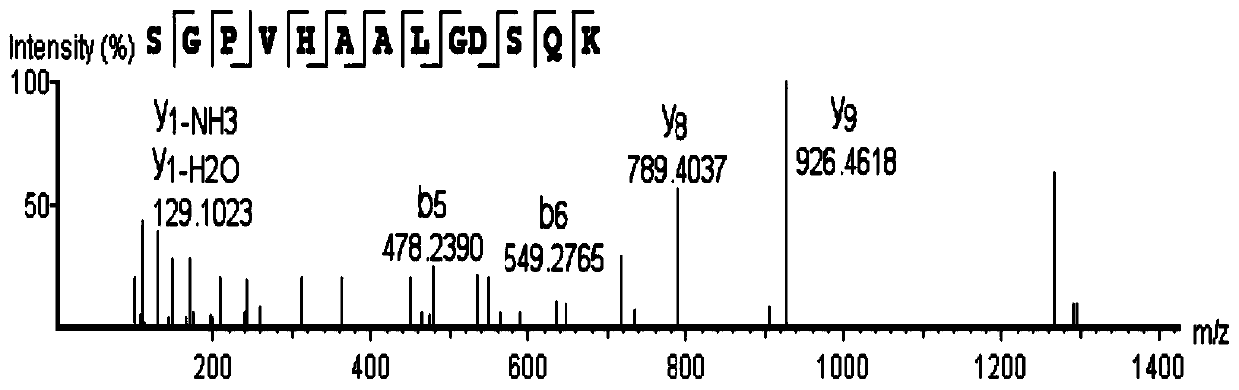 Moringa seed protease capable of promoting goat milk solidification and polypeptide prepared from moringa seed protease and application