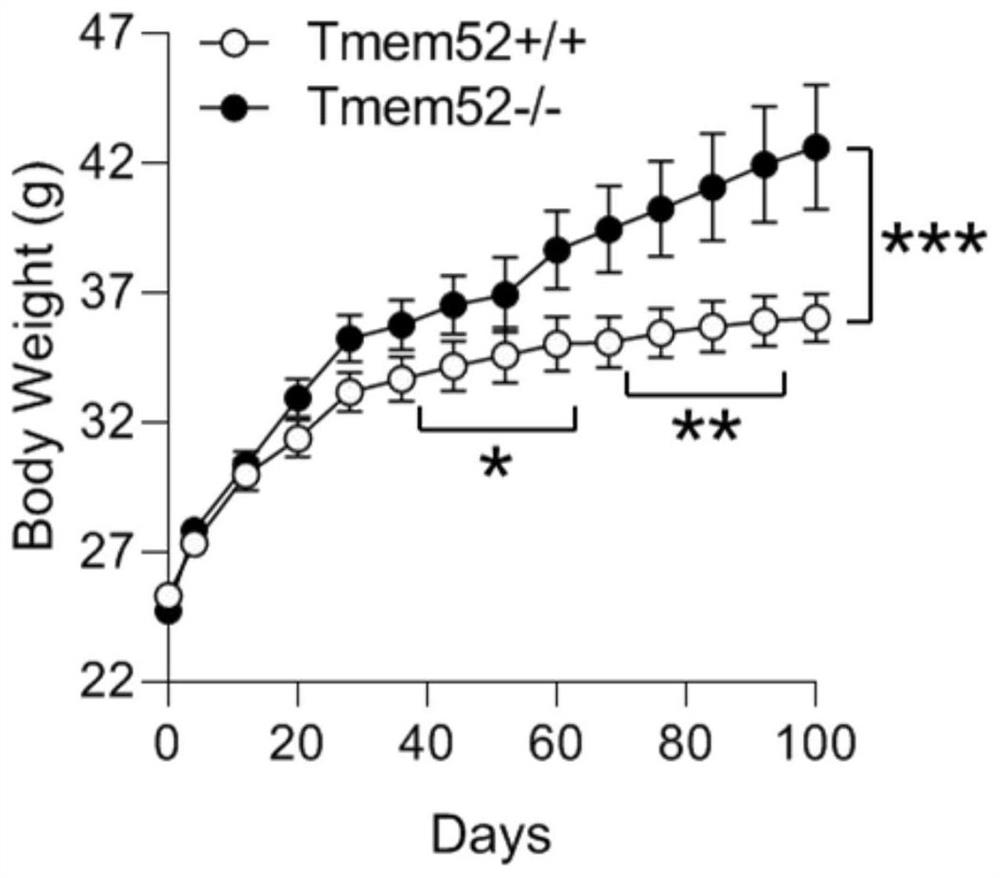 Tmem52 protein for regulating glycolipid metabolism, coding gene, sgRNA and application of Tmem52 protein