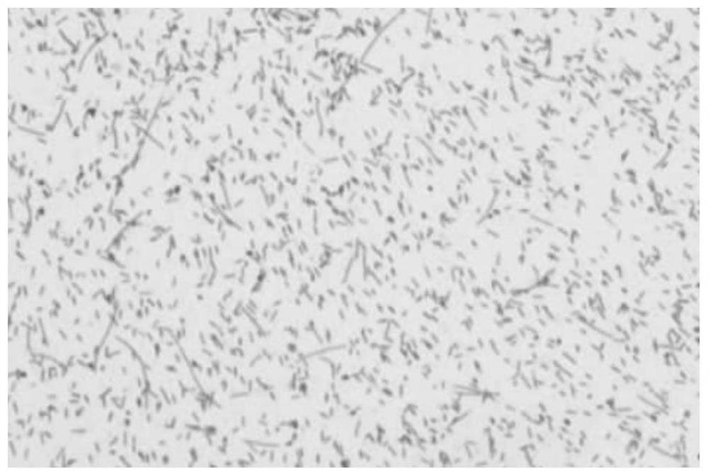 A method for isolating and culturing Helicobacter pylori strains