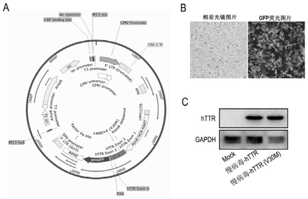 Gene Therapy System For Hereditary Transthyretin Amyloidosis Diseases ...