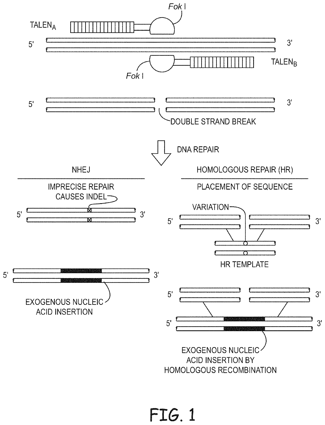 Non-meiotic allele introgression