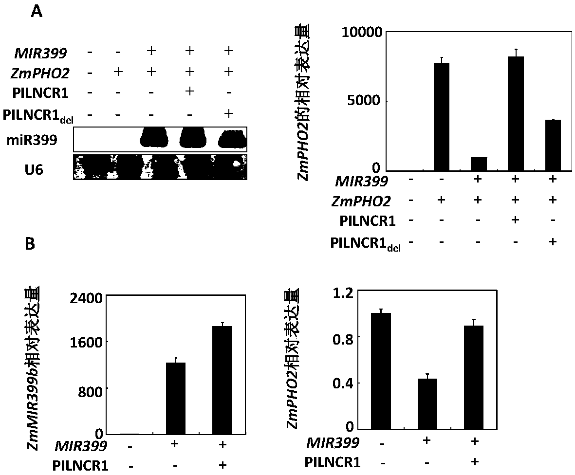 Maize PILNCR1 and application thereof in regulating and detecting maize tolerance to low-phosphorus stress