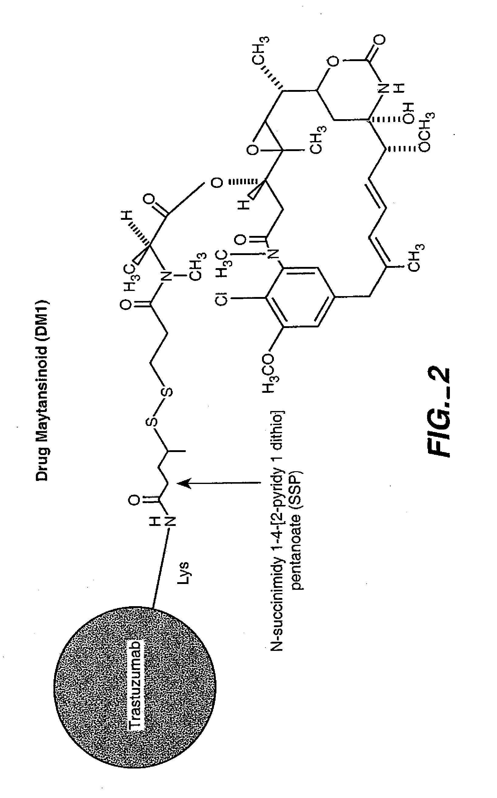 Methods for the identification of polypeptide antigens associated with disorders involving aberrant cell proliferation and compositions useful for the treatment of such disorders