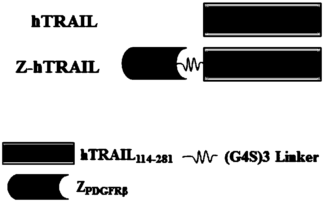 PDGFR beta targeted TRAIL (TNF-related apoptosis-inducing ligand) variant as well as preparation method and application thereof