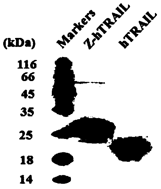 PDGFR beta targeted TRAIL (TNF-related apoptosis-inducing ligand) variant as well as preparation method and application thereof