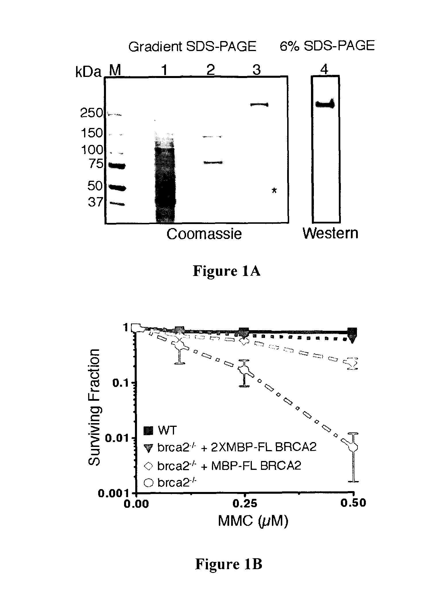 Expression and purification of fusion protein with multiple MBP tags