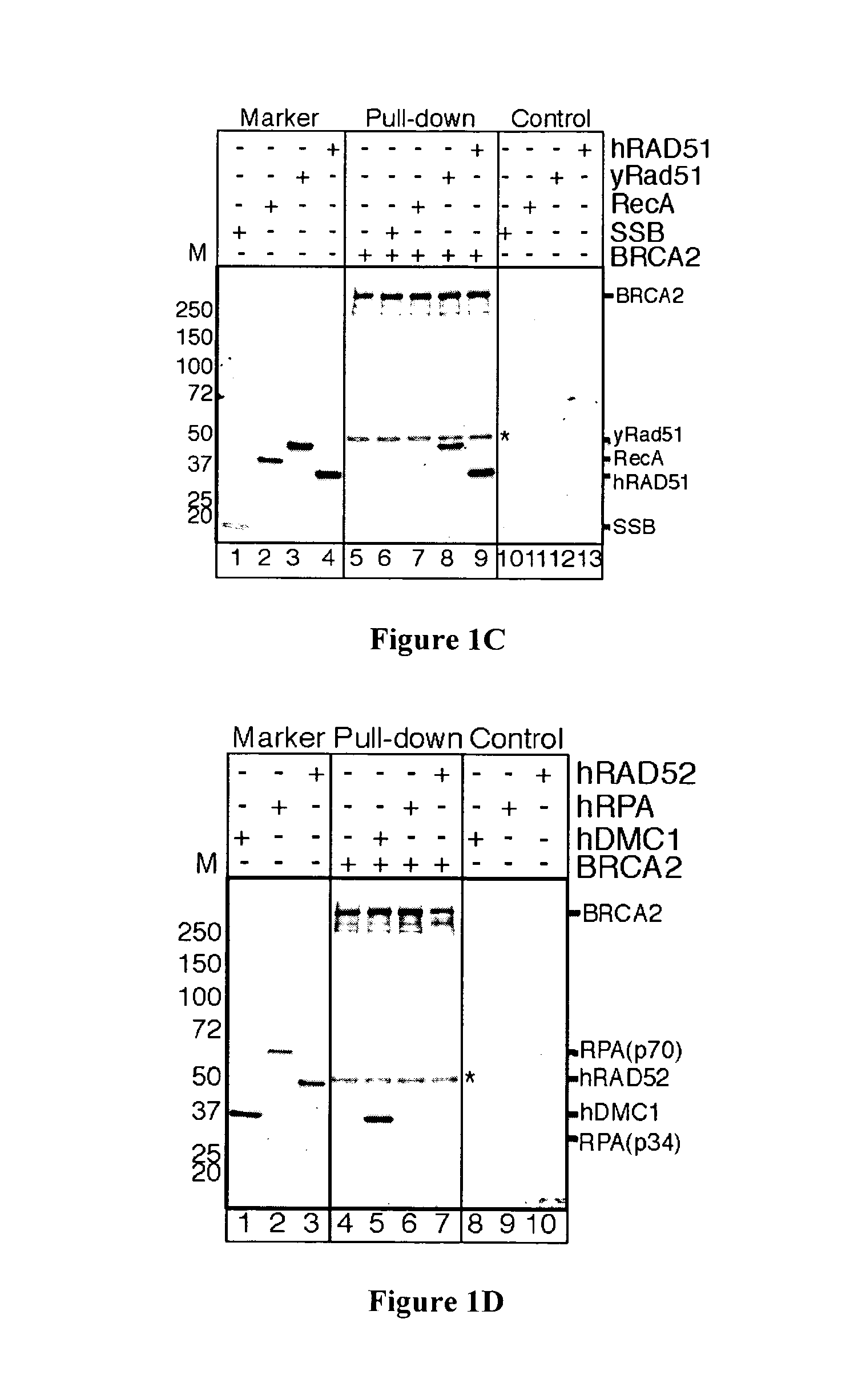 Expression and purification of fusion protein with multiple MBP tags