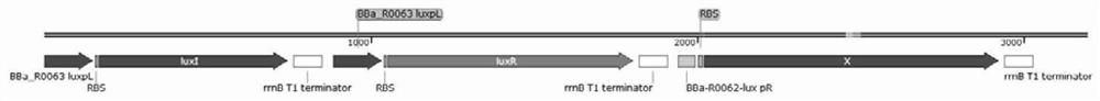 Method for synthesizing 2'-FL in escherichia coli by utilizing microbial quorum sensing and application