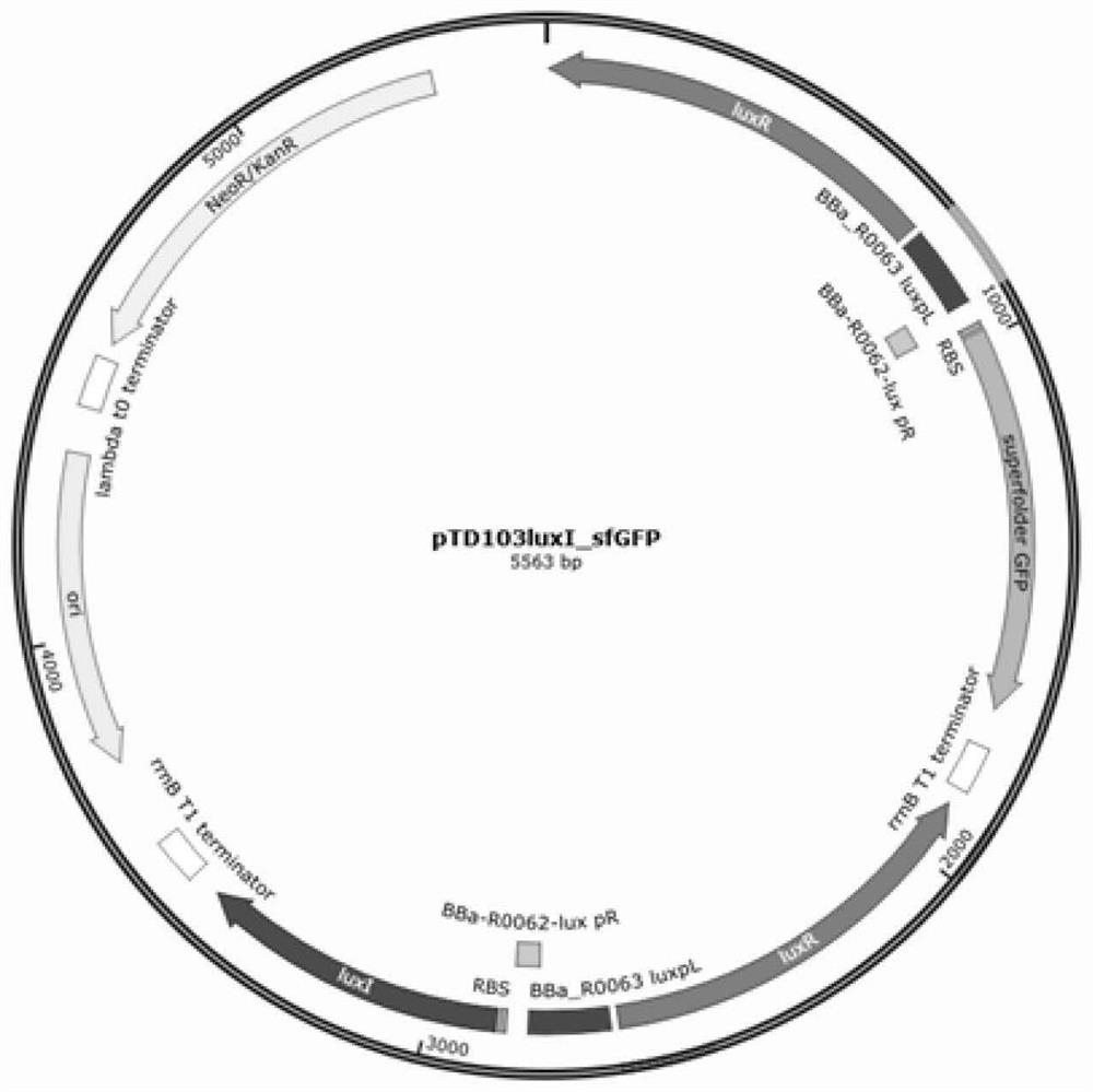 Method for synthesizing 2'-FL in escherichia coli by utilizing microbial quorum sensing and application