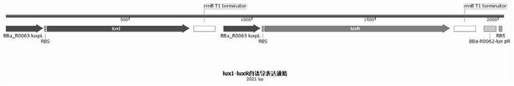 Method for synthesizing 2'-FL in escherichia coli by utilizing microbial quorum sensing and application