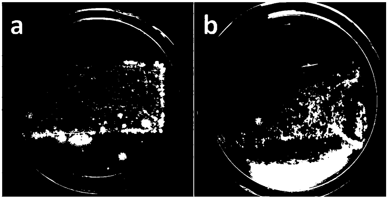 Method for improving surface floras of mobile phone screen