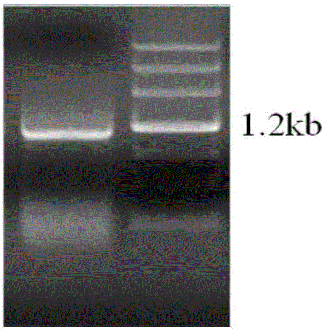 A kind of genetically engineered bacteria producing hyaluronic acid and its application