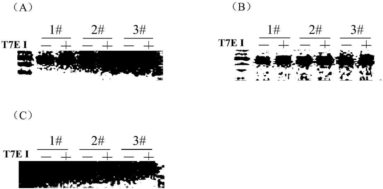 Construction method of Slco1b2 gene knockout rat and application thereof