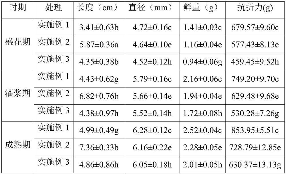 A cultivation method for mechanical seeding and improving lodging resistance of tartary buckwheat