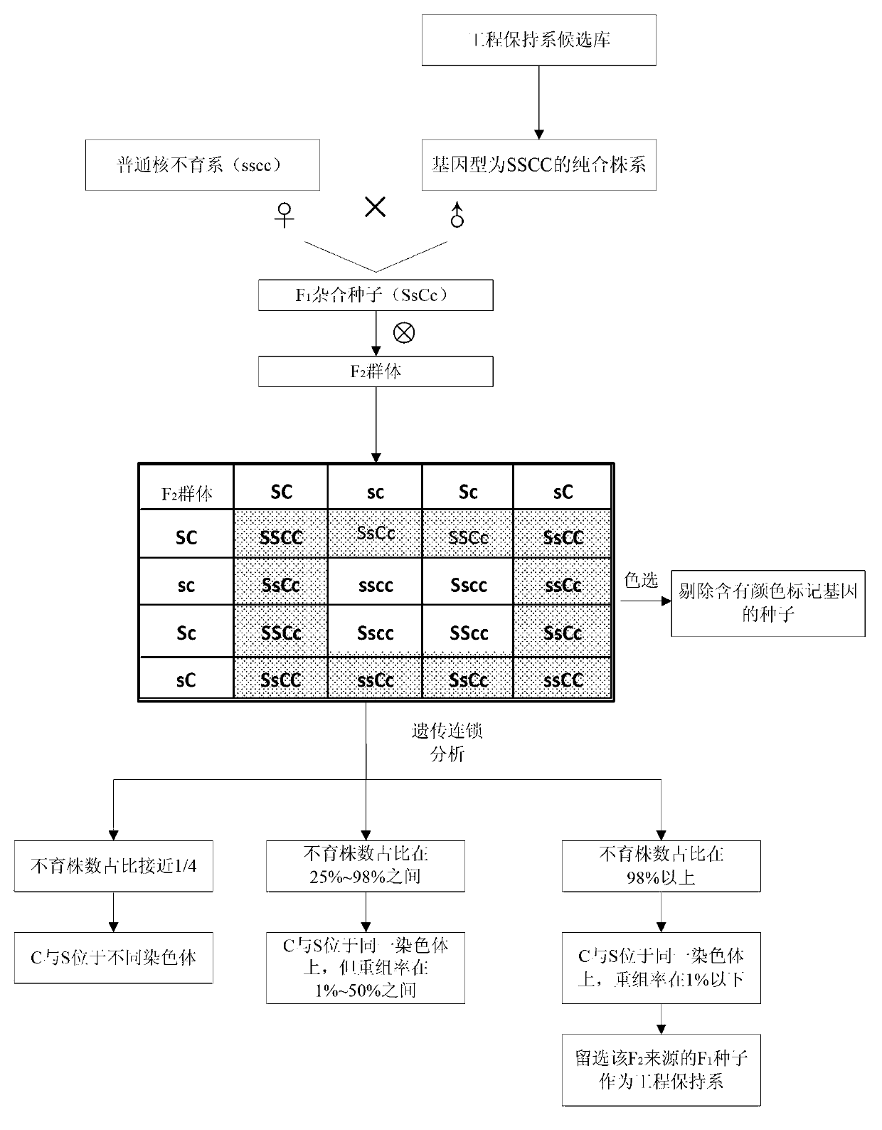 Universal type breeding method for rice engineering maintainer line, and application thereof in propagation of ordinary nucleic male sterility lines of rice